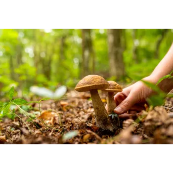 Mushroom (16)-910249-6338.webp